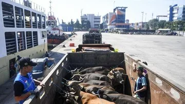 Ribuan Sapi dari NTT Padati Tanjung Priok Jelang Idul Adha