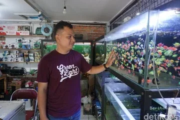 12 Tahun Merawat Usaha Keluarga, Pedagang Ikan Hias Andalkan KUR BRI
